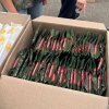 Участь у Волонтерській ініціативі американської благодійної організації «White Stork» (